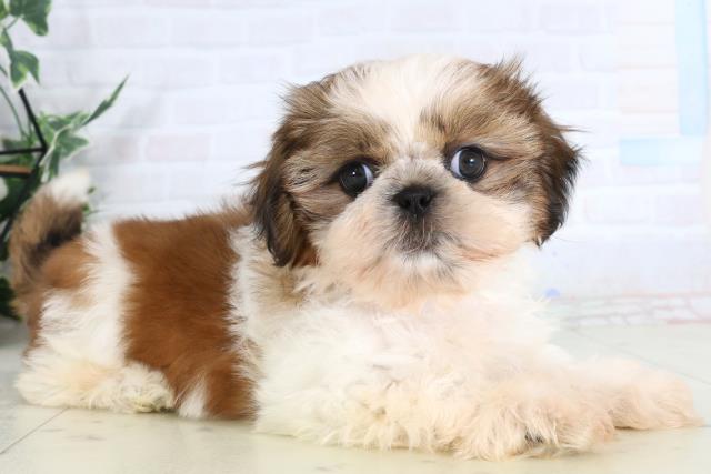 福岡県のシーズー (Coo&RIKU大牟田店/2026年2月1日生まれ/女の子/ゴールドホワイト)の子犬の2枚目の画像