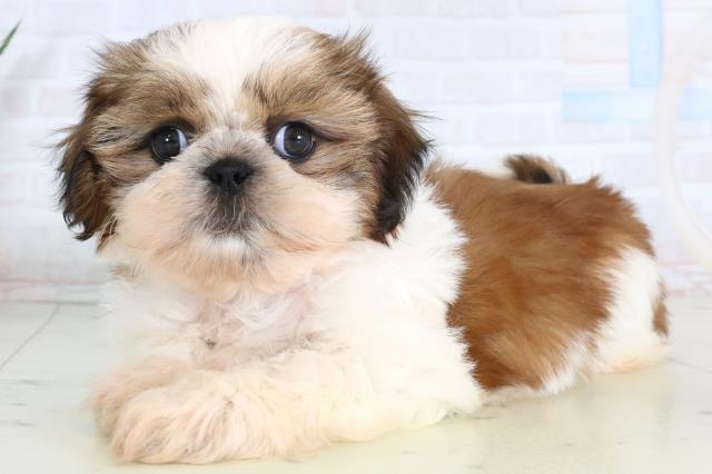 福岡県のシーズー (Coo&RIKU大牟田店/2026年2月1日生まれ/女の子/ゴールドホワイト)の子犬の3枚目の画像