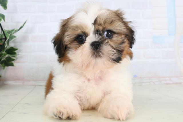 熊本県のシーズー (Coo&RIKU熊本店/2026年2月1日生まれ/女の子/ゴールドホワイト)の子犬