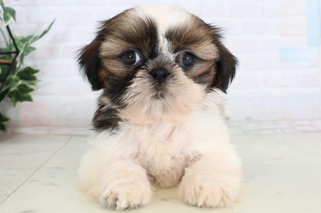 長崎県のシーズー (Coo&RIKU大村店/2026年2月1日生まれ/女の子/ゴールドホワイト)の子犬の1枚目の画像