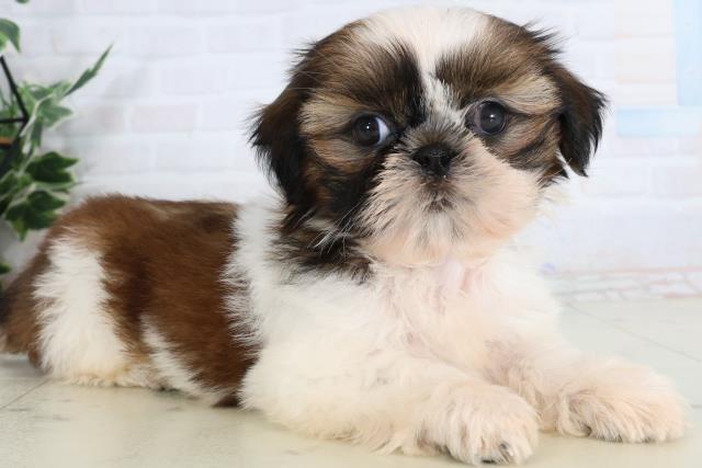 長崎県のシーズー (Coo&RIKU大村店/2026年2月1日生まれ/女の子/ゴールドホワイト)の子犬の2枚目の画像