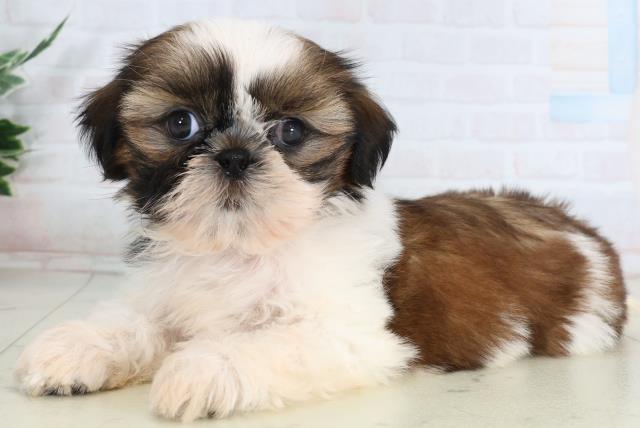 長崎県のシーズー (Coo&RIKU大村店/2026年2月1日生まれ/女の子/ゴールドホワイト)の子犬の3枚目の画像