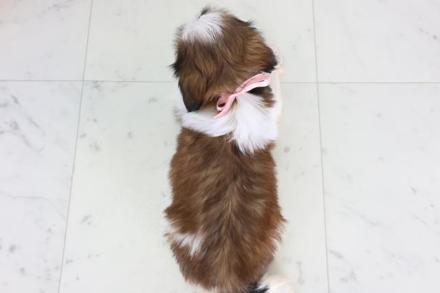 長崎県のシーズー (Coo&RIKU大村店/2026年2月1日生まれ/女の子/ゴールドホワイト)の子犬の4枚目の画像