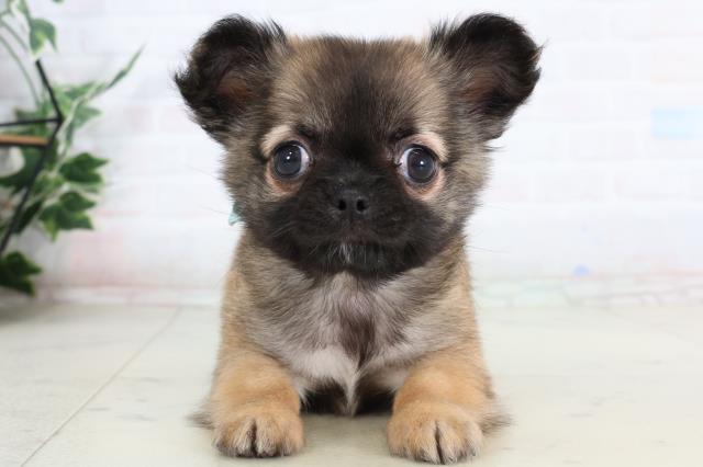 鳥取県のチワワ(ロング) (Coo&RIKUラ・ムー鳥取東店/2026年2月1日生まれ/男の子/レッドホワイト)の子犬の1枚目の画像