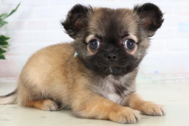 鳥取県のチワワ(ロング) (Coo&RIKUラ・ムー鳥取東店/2026年2月1日生まれ/男の子/レッドホワイト)の子犬の2枚目の画像