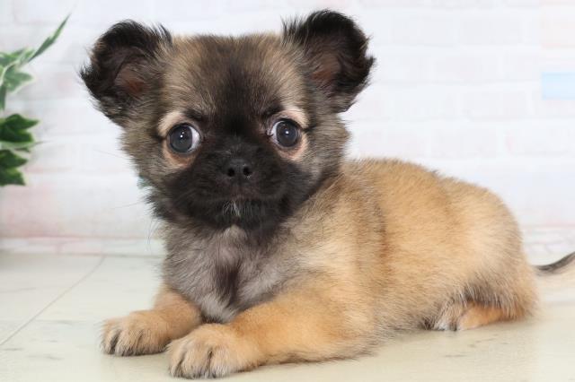 鳥取県のチワワ(ロング) (Coo&RIKUラ・ムー鳥取東店/2026年2月1日生まれ/男の子/レッドホワイト)の子犬の3枚目の画像