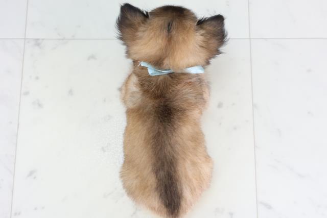 鳥取県のチワワ(ロング) (Coo&RIKUラ・ムー鳥取東店/2026年2月1日生まれ/男の子/レッドホワイト)の子犬の4枚目の画像