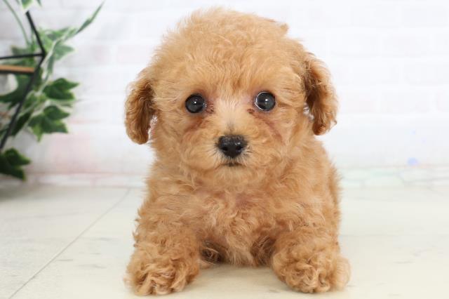 広島県のトイプードル(トイ) (Coo&RIKU東広島店/2026年2月1日生まれ/女の子/オレンジフォーン)の子犬の1枚目の画像