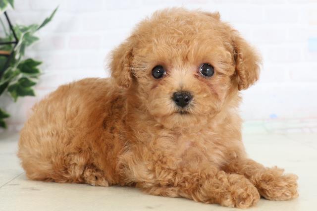 広島県のトイプードル(トイ) (Coo&RIKU東広島店/2026年2月1日生まれ/女の子/オレンジフォーン)の子犬の2枚目の画像