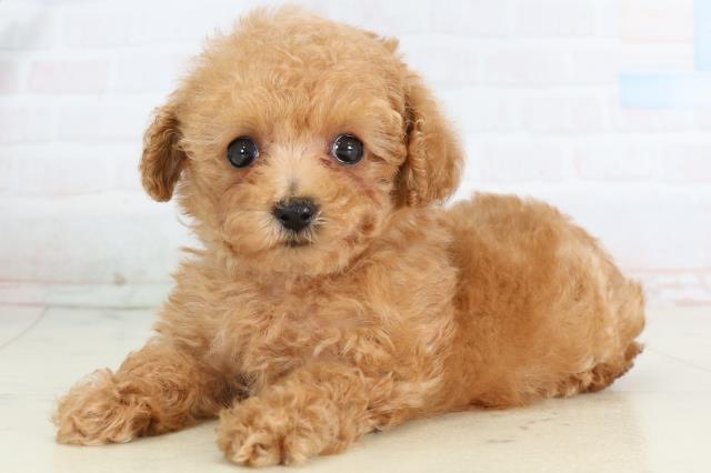 広島県のトイプードル(トイ) (Coo&RIKU東広島店/2026年2月1日生まれ/女の子/オレンジフォーン)の子犬の3枚目の画像