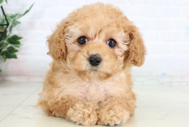 香川県のトイプードル(トイ) (Coo&RIKU高松上福岡店/2026年2月1日生まれ/女の子/オレンジフォーン)の子犬の1枚目の画像