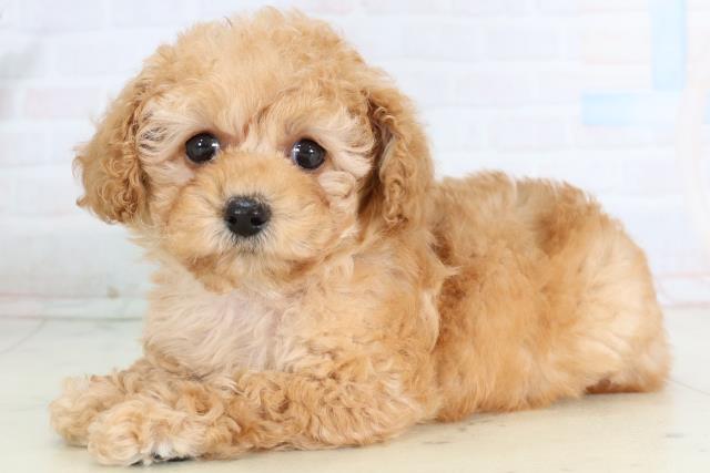 香川県のトイプードル(トイ) (Coo&RIKU高松上福岡店/2026年2月1日生まれ/女の子/オレンジフォーン)の子犬の3枚目の画像