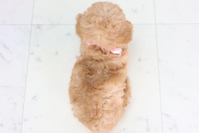香川県のトイプードル(トイ) (Coo&RIKU高松上福岡店/2026年2月1日生まれ/女の子/オレンジフォーン)の子犬の4枚目の画像