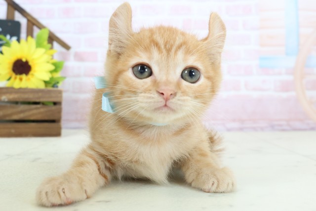 滋賀県のキンカロー (Coo&RIKU長浜店/2026年1月21日生まれ/男の子/レッドタビー)の子猫