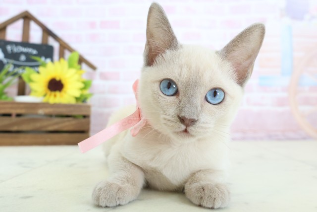 大阪府のトンキニーズ (Coo&RIKU茶屋町店/2025年12月7日生まれ/女の子/ブルーミンク)の子猫の1枚目の画像