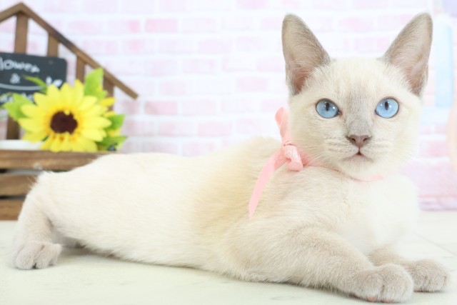 大阪府のトンキニーズ (Coo&RIKU茶屋町店/2025年12月7日生まれ/女の子/ブルーミンク)の子猫の2枚目の画像