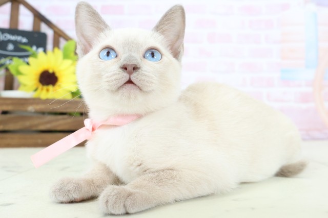 大阪府のトンキニーズ (Coo&RIKU茶屋町店/2025年12月7日生まれ/女の子/ブルーミンク)の子猫の3枚目の画像