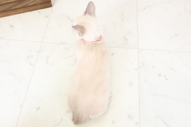 大阪府のトンキニーズ (Coo&RIKU茶屋町店/2025年12月7日生まれ/女の子/ブルーミンク)の子猫の4枚目の画像