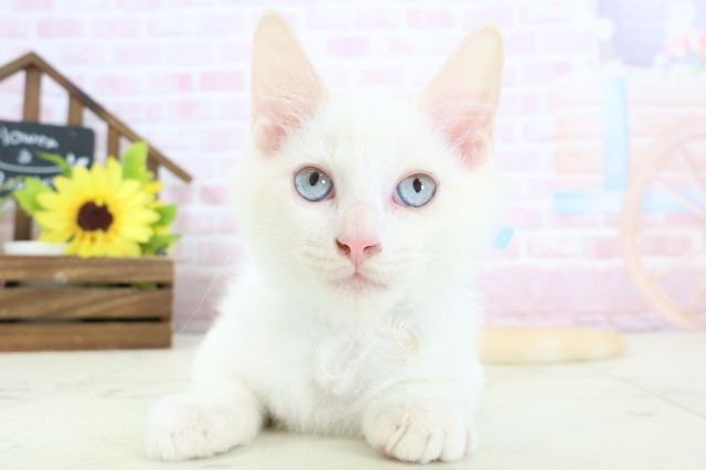 愛媛県のラグドール (Coo&RIKU大洲店/2025年12月12日生まれ/男の子/クリームポイント)の子猫