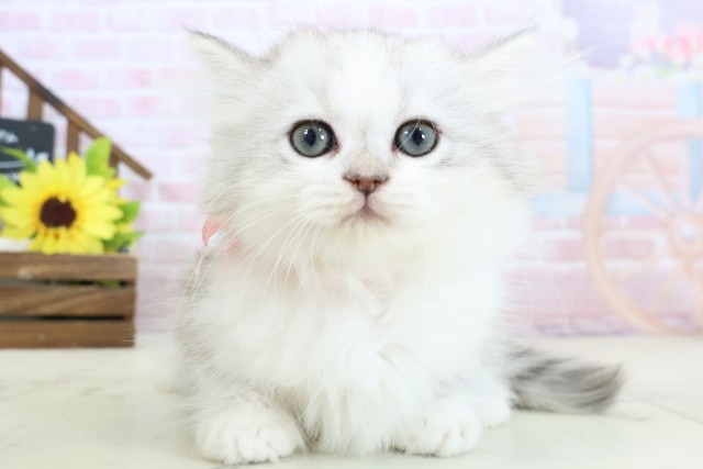 福岡県のミヌエット (Coo&RIKUゆめタウン飯塚店/2026年1月28日生まれ/女の子/チンチラシルバー)の子猫の1枚目の画像