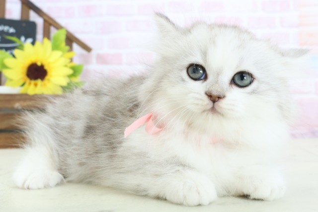 福岡県のミヌエット (Coo&RIKUゆめタウン飯塚店/2026年1月28日生まれ/女の子/チンチラシルバー)の子猫の2枚目の画像