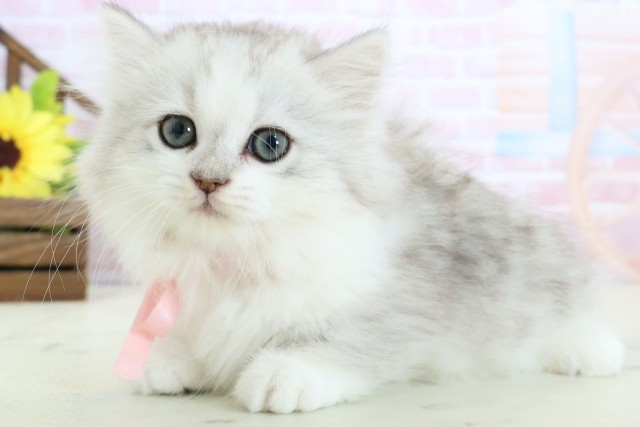 福岡県のミヌエット (Coo&RIKUゆめタウン飯塚店/2026年1月28日生まれ/女の子/チンチラシルバー)の子猫の3枚目の画像