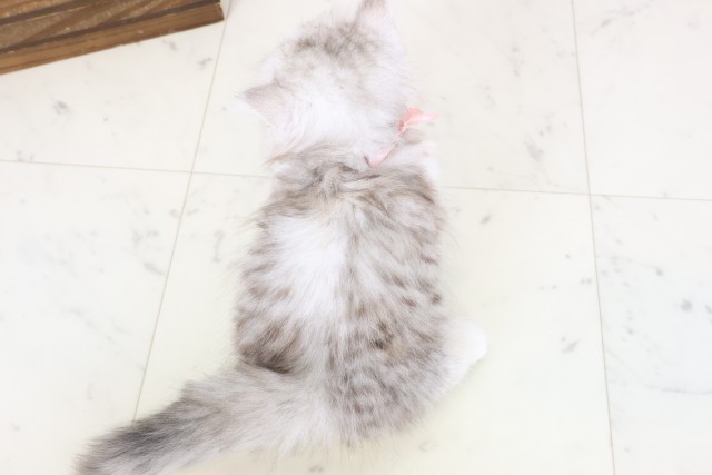 福岡県のミヌエット (Coo&RIKUゆめタウン飯塚店/2026年1月28日生まれ/女の子/チンチラシルバー)の子猫の4枚目の画像