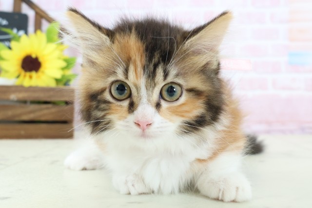 広島県のマンチカン (Coo&RIKUゆめタウン大竹店/2026年1月10日生まれ/女の子/トービーホワイト)の子猫の1枚目の画像