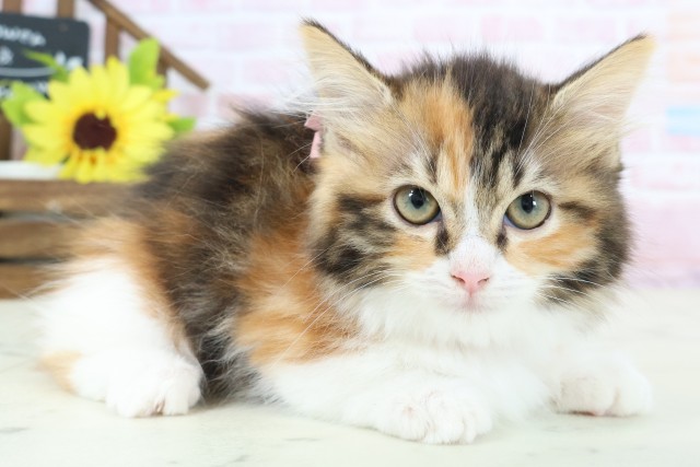 広島県のマンチカン (Coo&RIKUゆめタウン大竹店/2026年1月10日生まれ/女の子/トービーホワイト)の子猫の2枚目の画像