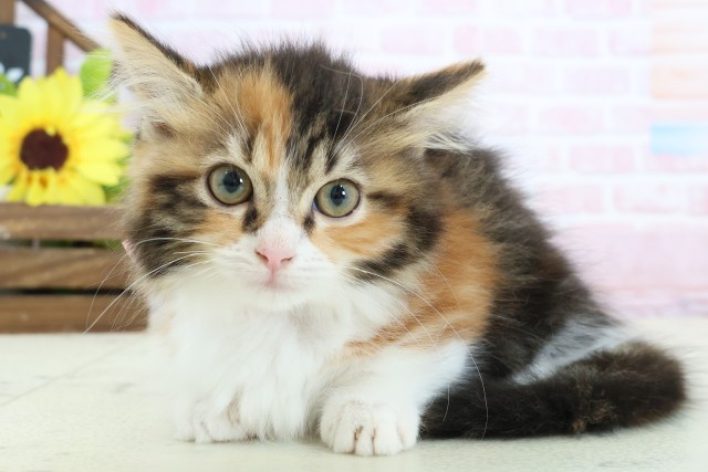 広島県のマンチカン (Coo&RIKUゆめタウン大竹店/2026年1月10日生まれ/女の子/トービーホワイト)の子猫の3枚目の画像