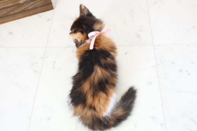 広島県のマンチカン (Coo&RIKUゆめタウン大竹店/2026年1月10日生まれ/女の子/トービーホワイト)の子猫の4枚目の画像