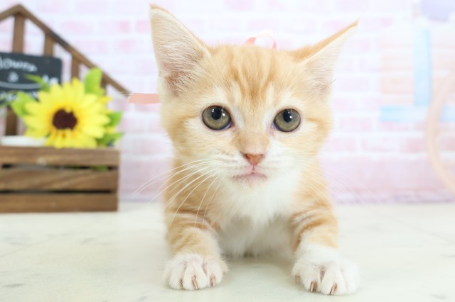 福岡県のミヌエット (Coo&RIKU福岡西店/2026年1月9日生まれ/女の子/レッドタビーホワイト)の子猫の1枚目の画像