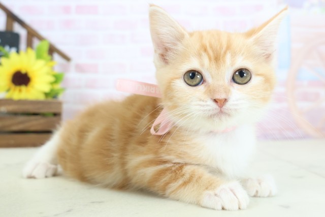 福岡県のミヌエット (Coo&RIKU福岡西店/2026年1月9日生まれ/女の子/レッドタビーホワイト)の子猫の2枚目の画像