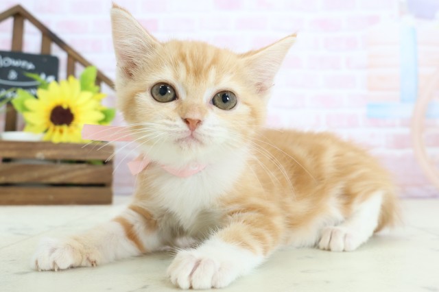 福岡県のミヌエット (Coo&RIKU福岡西店/2026年1月9日生まれ/女の子/レッドタビーホワイト)の子猫の3枚目の画像