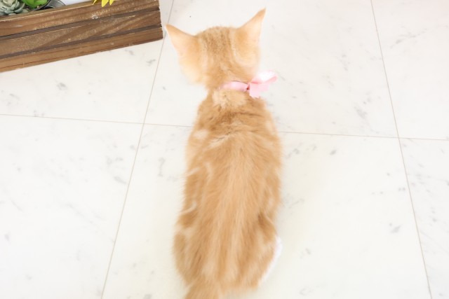 福岡県のミヌエット (Coo&RIKU福岡西店/2026年1月9日生まれ/女の子/レッドタビーホワイト)の子猫の4枚目の画像