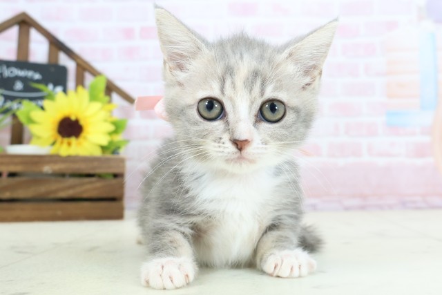 福岡県のミヌエット (Coo&RIKU小倉店/2026年1月9日生まれ/女の子/ブルーパッチドタビーホワイト)の子猫の1枚目の画像