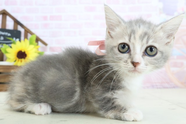 福岡県のミヌエット (Coo&RIKU小倉店/2026年1月9日生まれ/女の子/ブルーパッチドタビーホワイト)の子猫の2枚目の画像