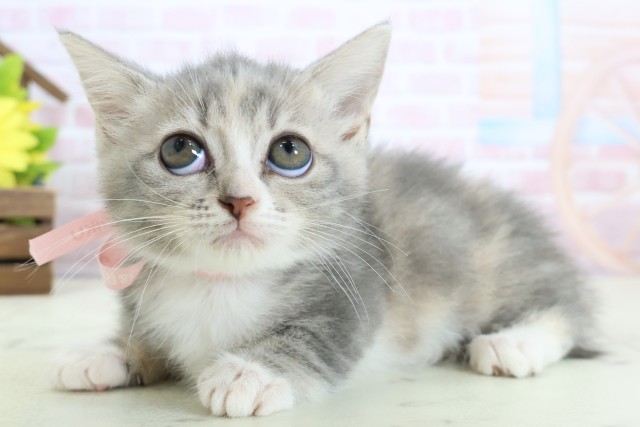 福岡県のミヌエット (Coo&RIKU小倉店/2026年1月9日生まれ/女の子/ブルーパッチドタビーホワイト)の子猫の3枚目の画像