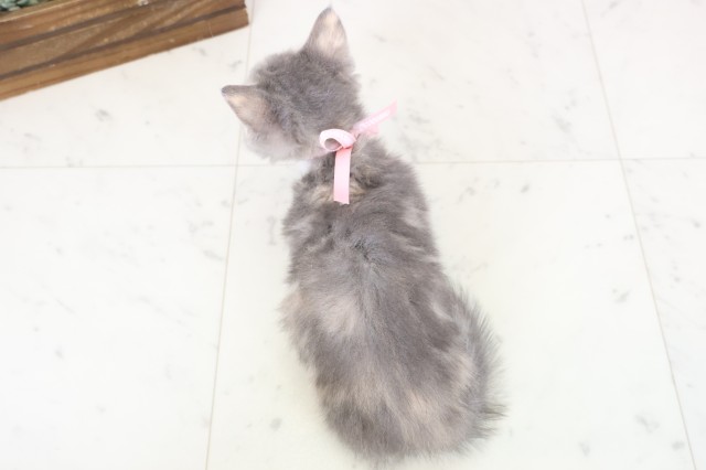 福岡県のミヌエット (Coo&RIKU小倉店/2026年1月9日生まれ/女の子/ブルーパッチドタビーホワイト)の子猫の4枚目の画像