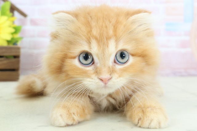 奈良県のフォールデックス (Coo&RIKU奈良富雄南店/2026年1月10日生まれ/男の子/レッドタビー)の子猫の1枚目の画像