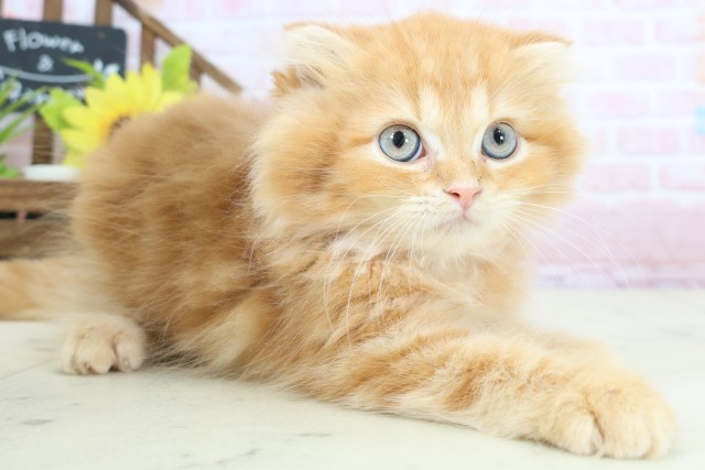 奈良県のフォールデックス (Coo&RIKU奈良富雄南店/2026年1月10日生まれ/男の子/レッドタビー)の子猫の2枚目の画像