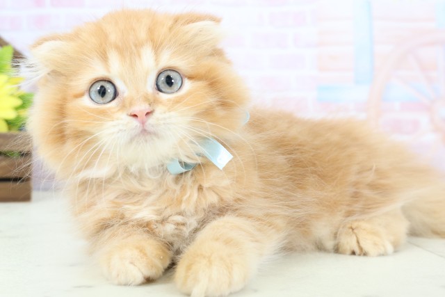 奈良県のフォールデックス (Coo&RIKU奈良富雄南店/2026年1月10日生まれ/男の子/レッドタビー)の子猫の3枚目の画像