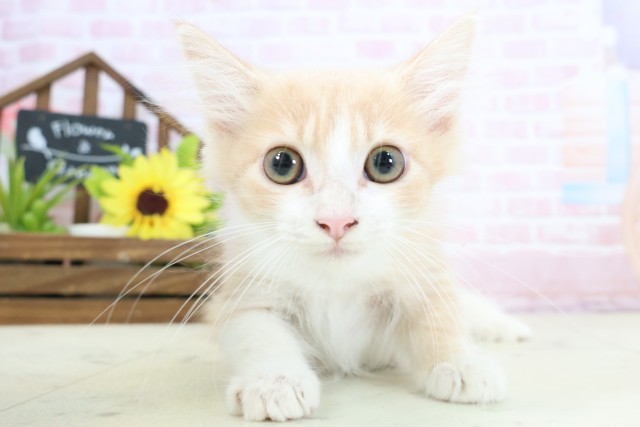 滋賀県のノルウェージャンフォレストキャット (Coo&RIKU長浜店/2025年12月25日生まれ/男の子/クリームタビーホワイト)の子猫