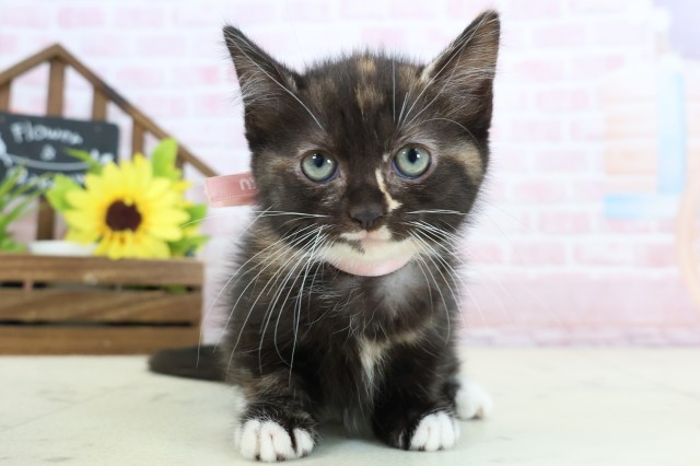 広島県のマンチカン (Coo&RIKU東広島店/2026年1月25日生まれ/女の子/トーティーホワイト)の子猫の1枚目の画像