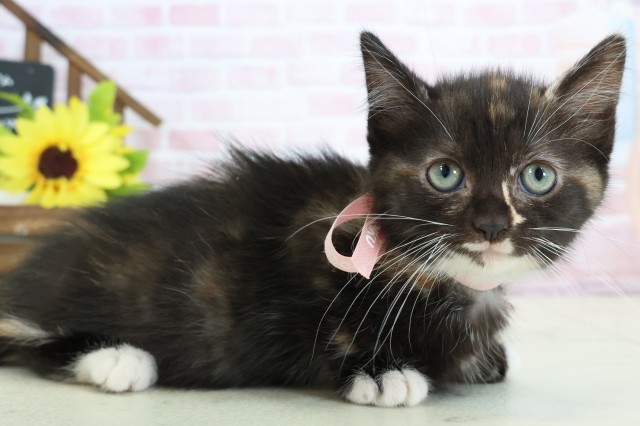 広島県のマンチカン (Coo&RIKU東広島店/2026年1月25日生まれ/女の子/トーティーホワイト)の子猫の2枚目の画像