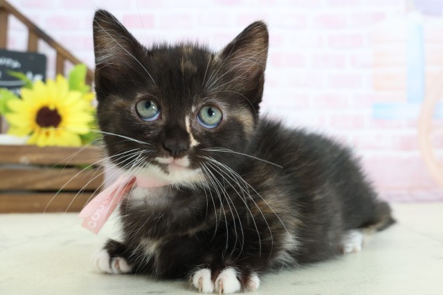 広島県のマンチカン (Coo&RIKU東広島店/2026年1月25日生まれ/女の子/トーティーホワイト)の子猫の3枚目の画像