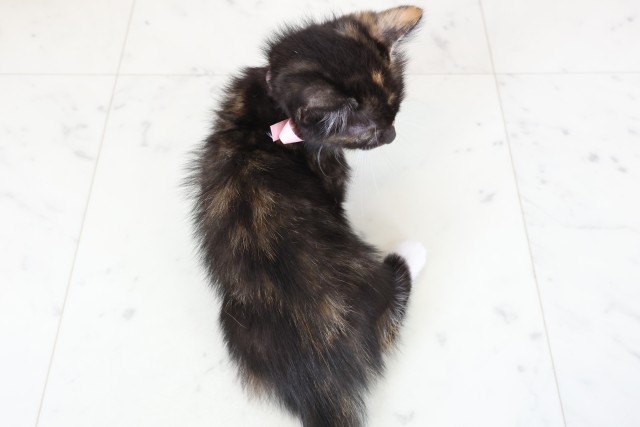 広島県のマンチカン (Coo&RIKU東広島店/2026年1月25日生まれ/女の子/トーティーホワイト)の子猫の4枚目の画像