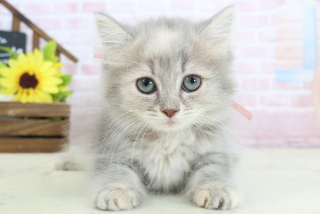 広島県のマンチカン (Coo&RIKU福山店/2026年1月24日生まれ/女の子/ブルーパッチドタビー)の子猫の1枚目の画像