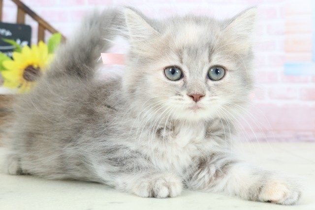 広島県のマンチカン (Coo&RIKU福山店/2026年1月24日生まれ/女の子/ブルーパッチドタビー)の子猫の2枚目の画像