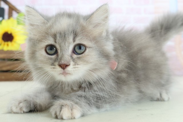 広島県のマンチカン (Coo&RIKU福山店/2026年1月24日生まれ/女の子/ブルーパッチドタビー)の子猫の3枚目の画像